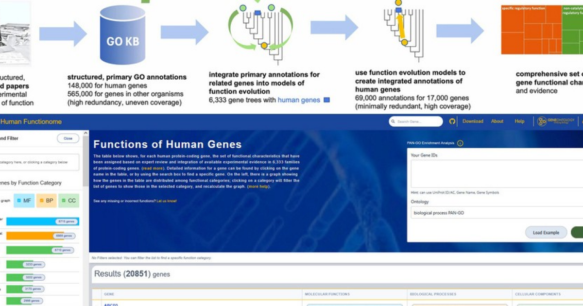 Каталог функций человеческих генов выложили в открытый доступ