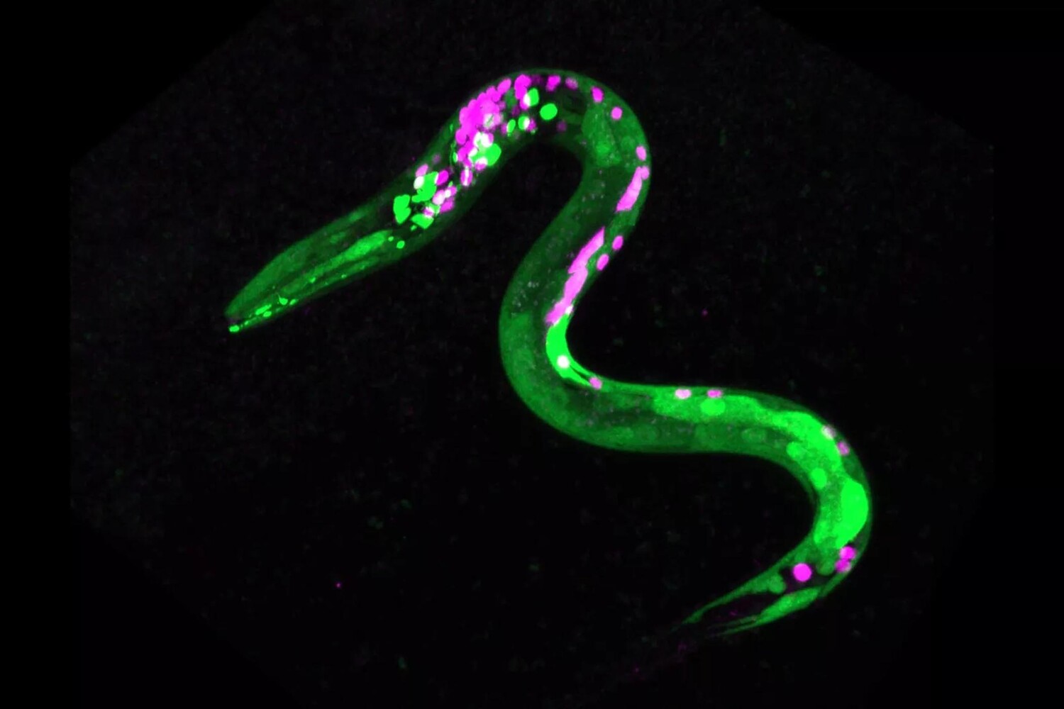 Nature: наночастицы помогли узнать динамику сил внутри нематоды длиной 1 мм