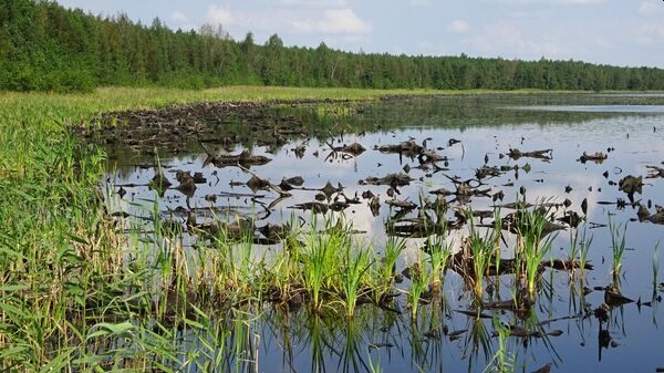 В болотах Западной Сибири нашли мощный источник метана