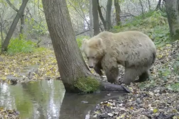 Медвежонок-альбинос Умка ушла из российского региона