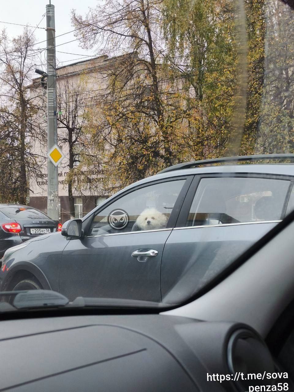 Пензенцы заметили милого песика, который сидел за рулем иномарки