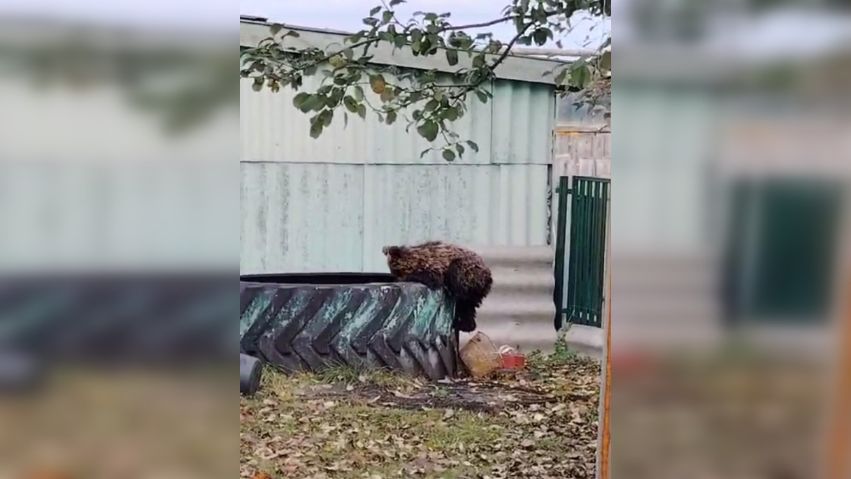 Годовалый медвежонок пришел в село Устьи Спасского района