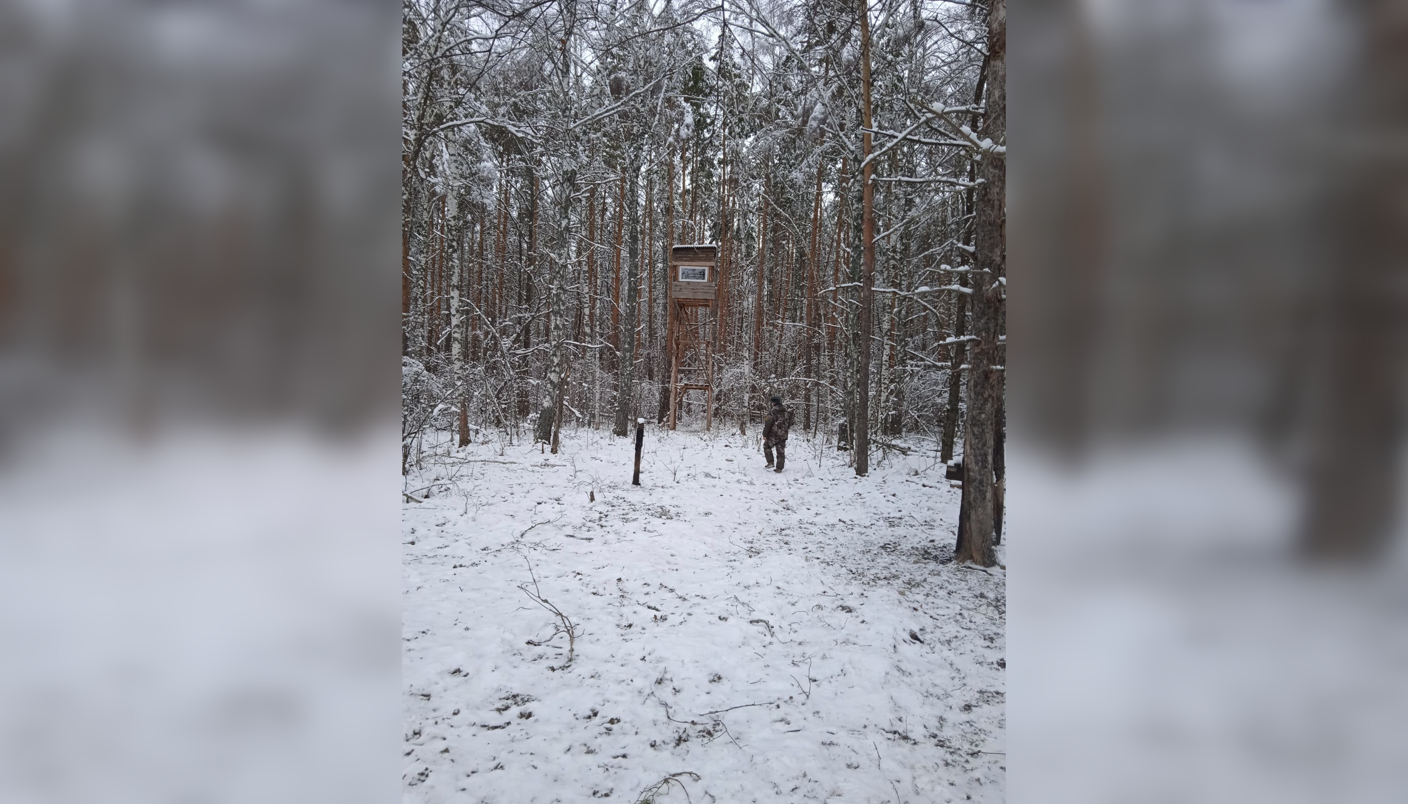 В Спасском районе в выходные охотники незаконно добыли самку косули