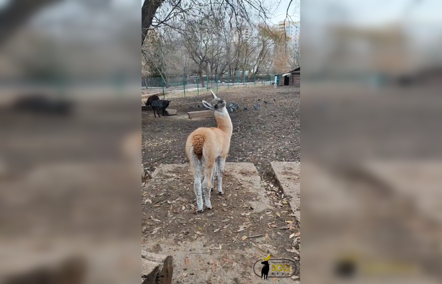 Пензенский зоопарк показал как за месяц выросла малышка Есения