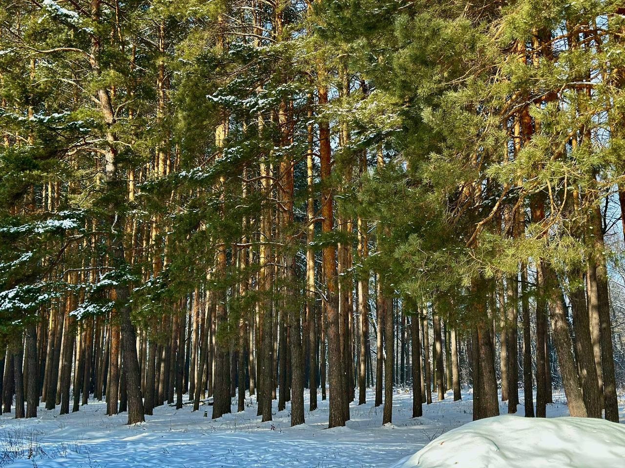 В двух районах Пензенской области выявлены нарушения охотничьего законодательства