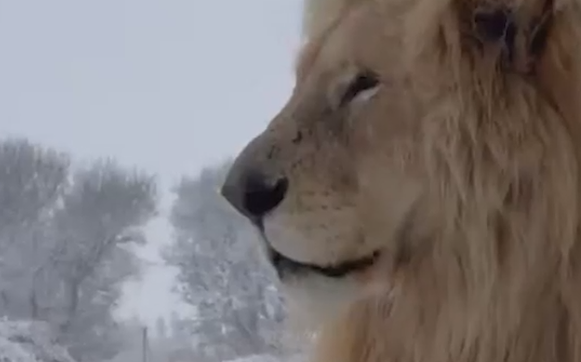 Южную Африку накрыл сильный снегопад. Видео