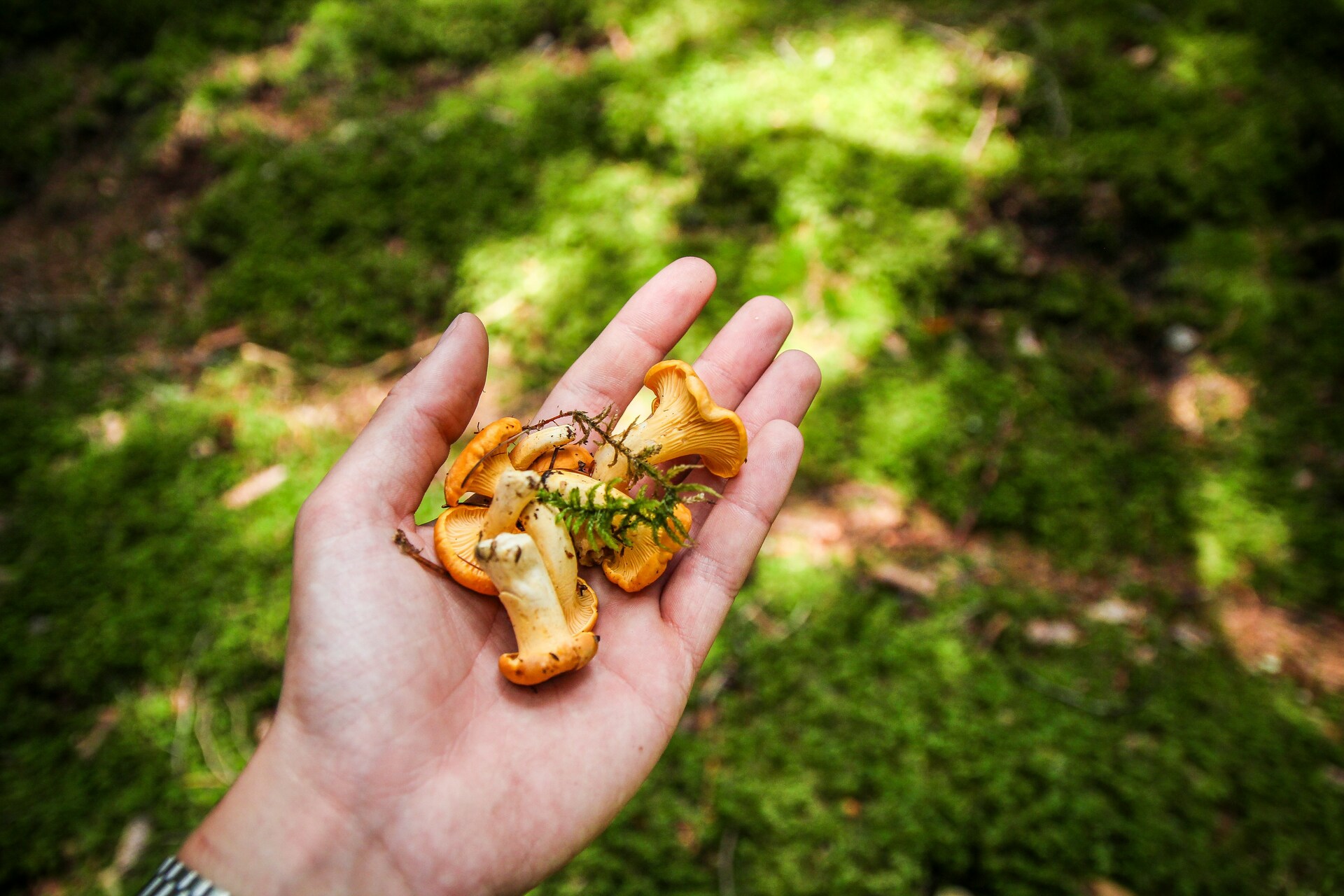 Эндокринолог Тананакина: грибы не могут полностью заменить мясо