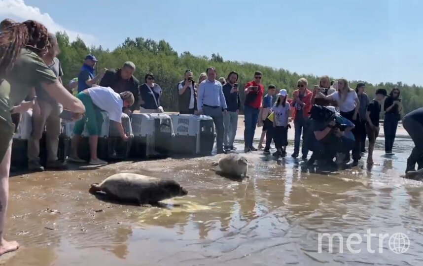 Большая вода зовет. Пять серых тюленят вернулись в Финский залив после помощи человека