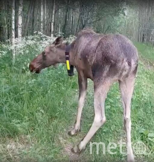 Окрепших лосят-сирот Калину и Ясеня выпустили в природу Ленобласти