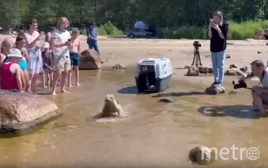 Удрал 'торпедообразно'. В Ленобласти выпустили в 'большую воду' серого тюлененка