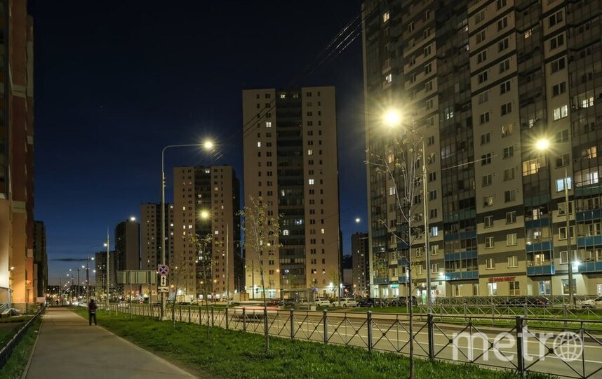 Фонари мешают деревьям спать: Metro узнало, как освещение влияет на экологию Петербурга