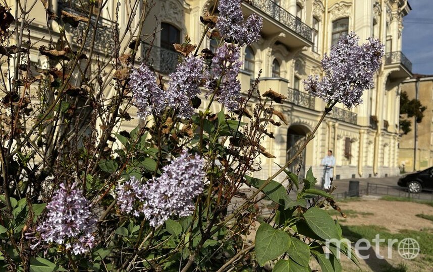 Виновато лето: в Петербурге вновь зацвела сирень