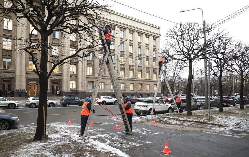 Петербургским деревьям поправляют шевелюру