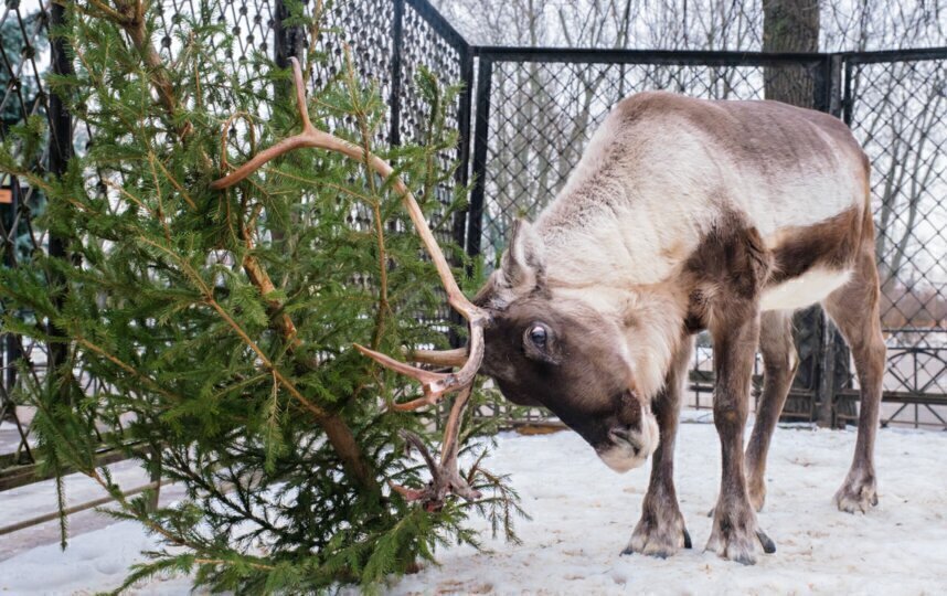 Пальмира и Зося отмечают юбилей вместе с Ленинградским зоопарком