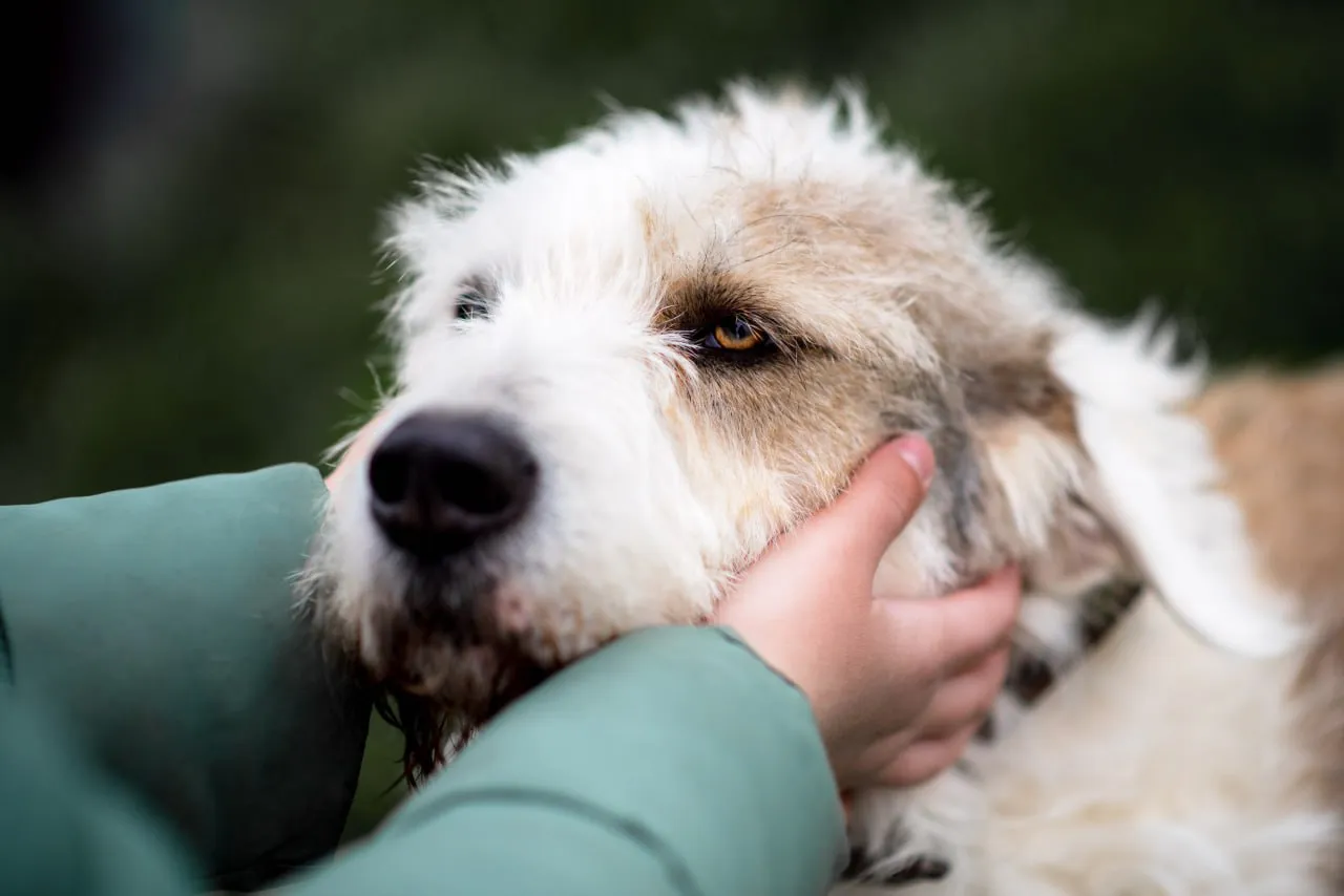 В Москве пройдёт фестиваль WOOF, на котором можно приютить питомца