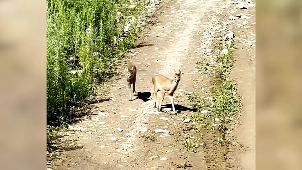 В Приморье в нацпарке впервые запечатлели детёнышей редкого водяного оленя