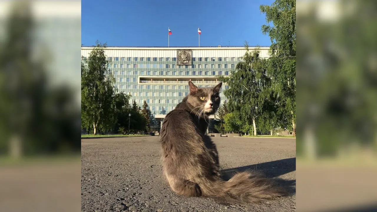 Кот-бизнесмен Барсик пропал в Перми, хозяин объявил за него солидное вознаграждение