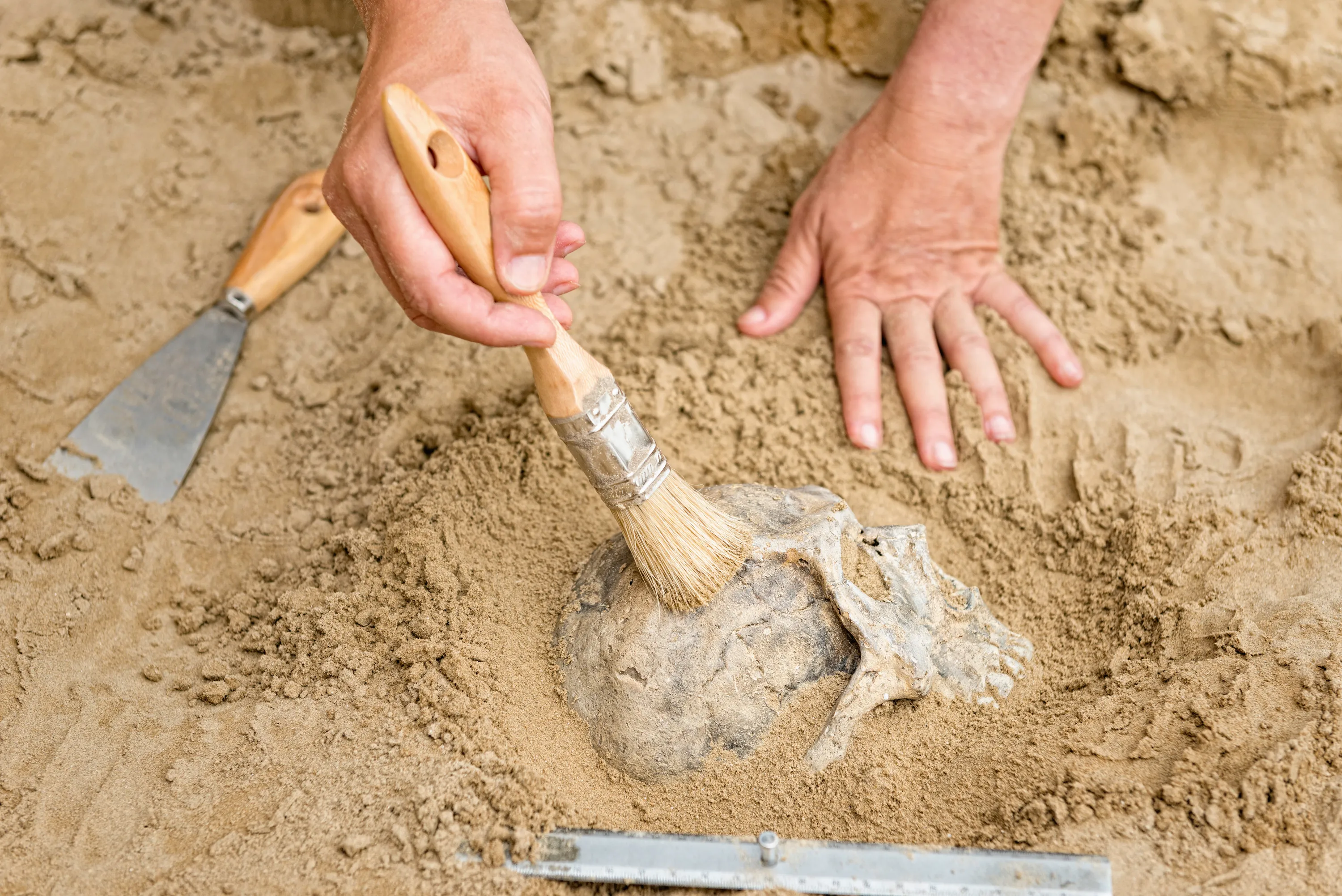 Учёные переоценили возраст Homo sapiens благодаря находке в Марокко