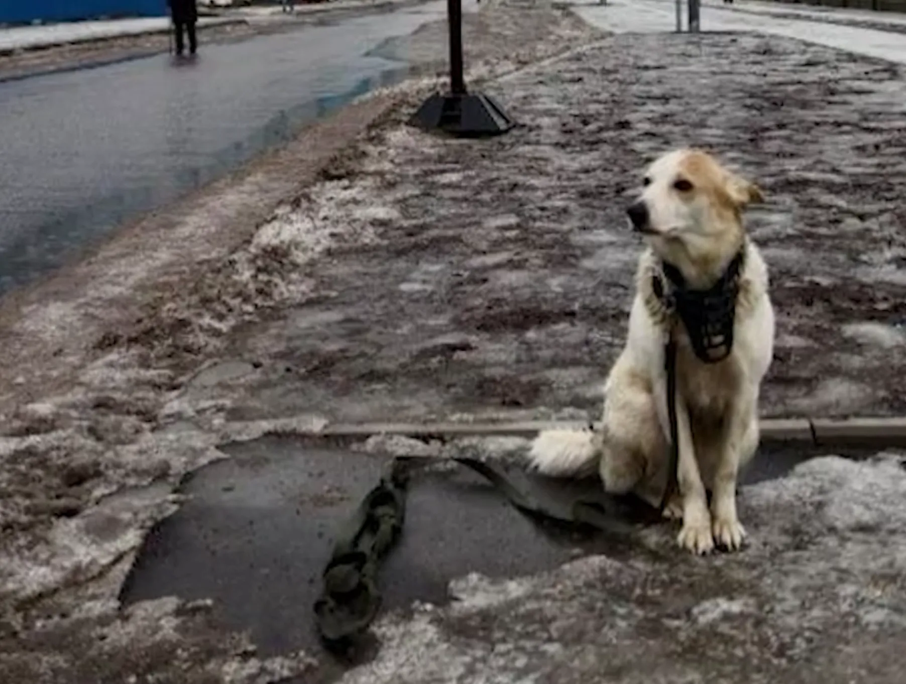 В Петербурге «Хатико» несколько часов ждал хозяина, которого увезли на скорой