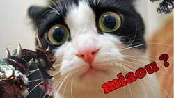 'Родина' обратится в ЭСК РФС из-за незасчитанного гола